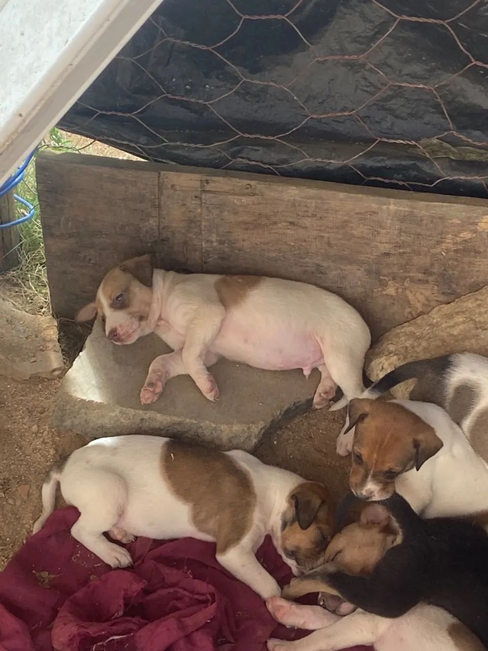 Cachorro - doação  - Foto 4