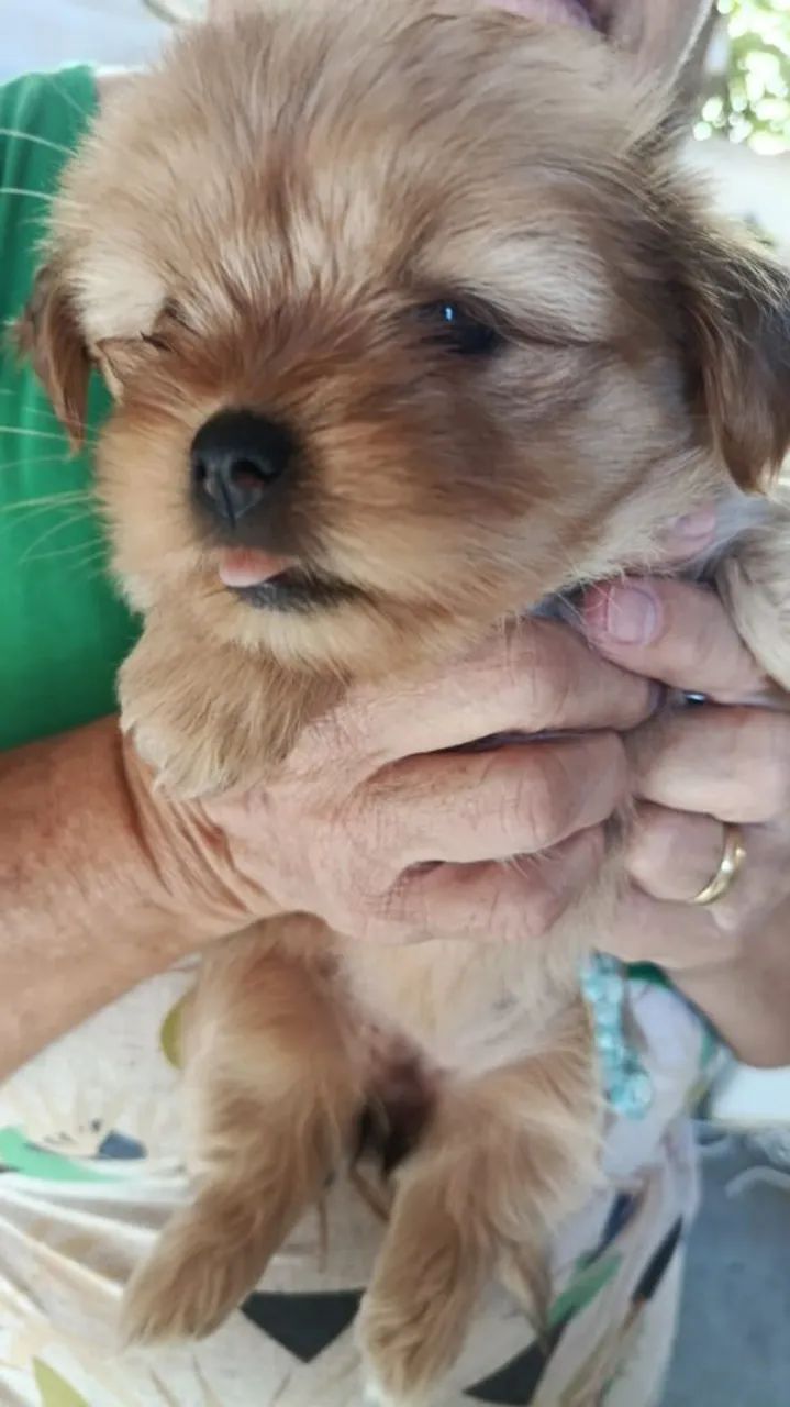 Filhote de Lhasa Apso 