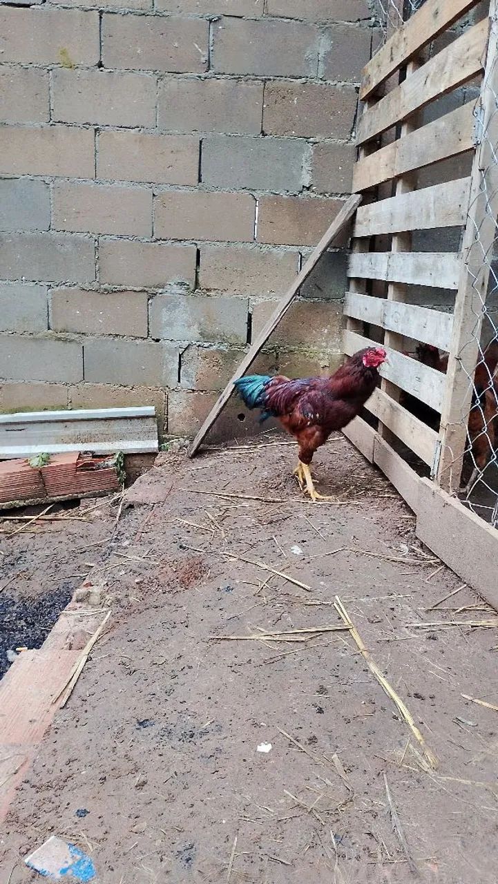 Galinhas e Galos  - Foto 3