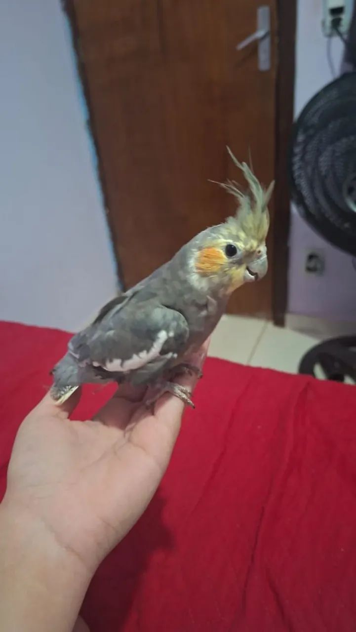 Vende-se  - Foto 4
