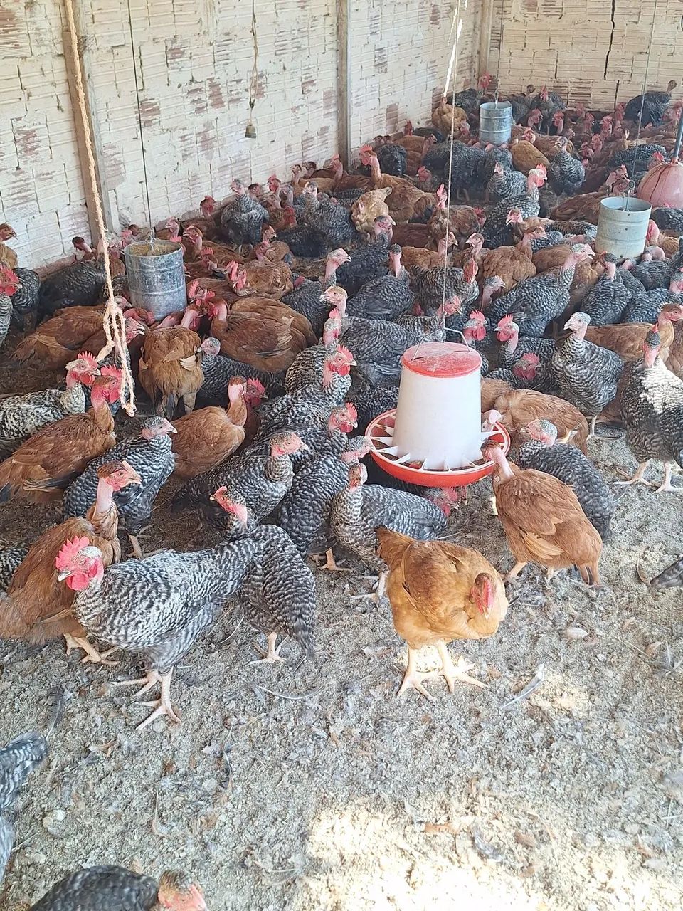 Venda Frango e Frangas  - Foto 4