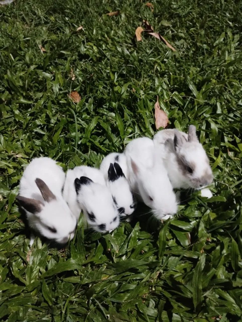 Coelhos65048997919233121