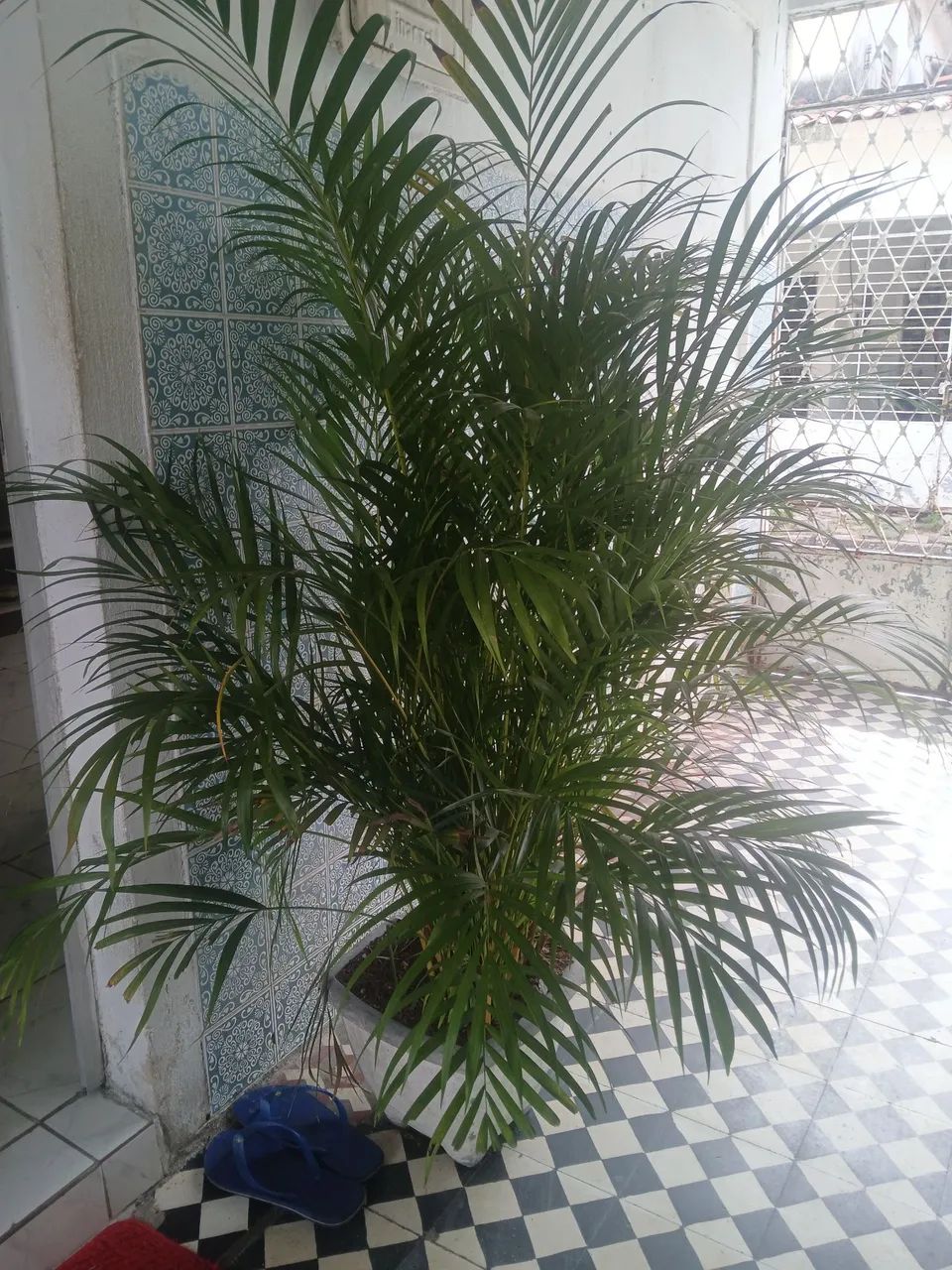 Palmeira  - Foto 2
