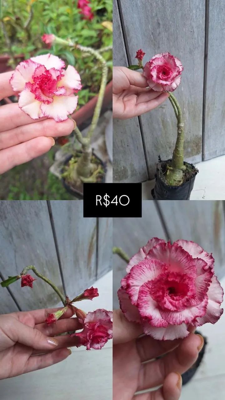Rosas do deserto variadas 