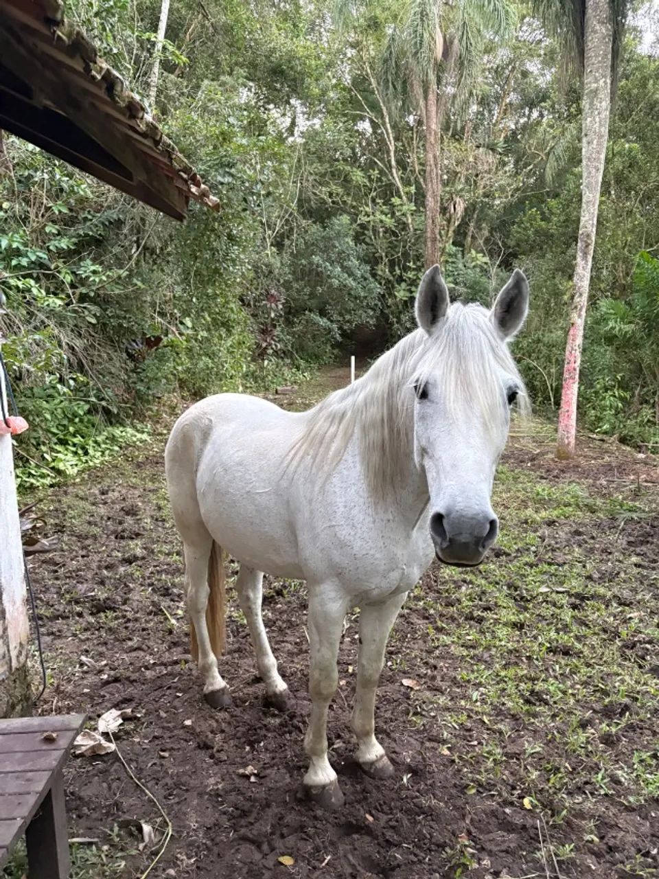 Cavalo mangalarga marchador  - Foto 3