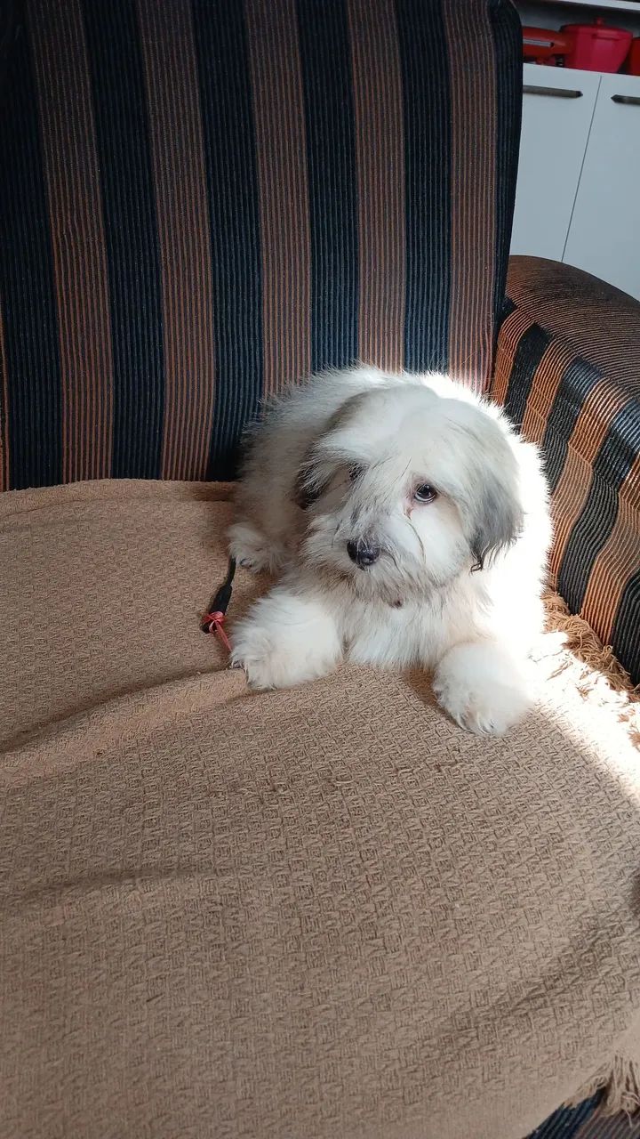 Filhote de lhassa apso  - Foto 3