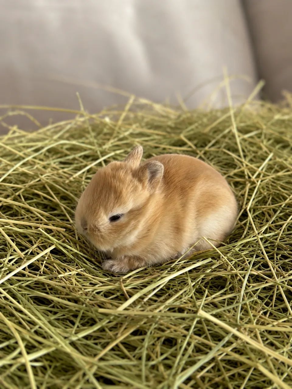 Mini coelhos Netherland  - Foto 2