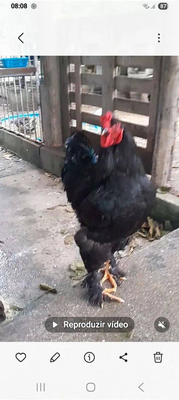 Galos puros  - Foto 2