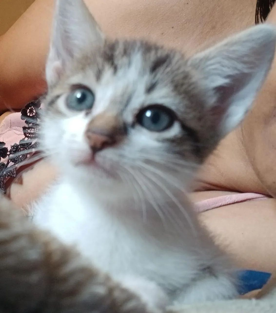 gatinhos pra adoção  - Foto 5