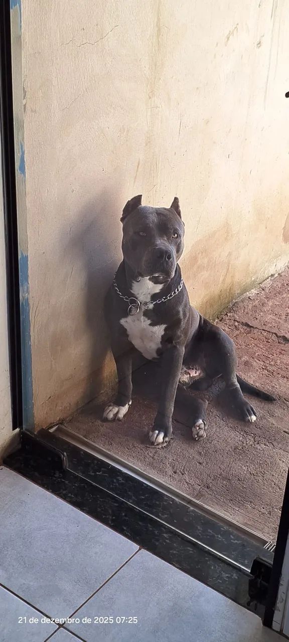 Pitmonster Blue  - Foto 5