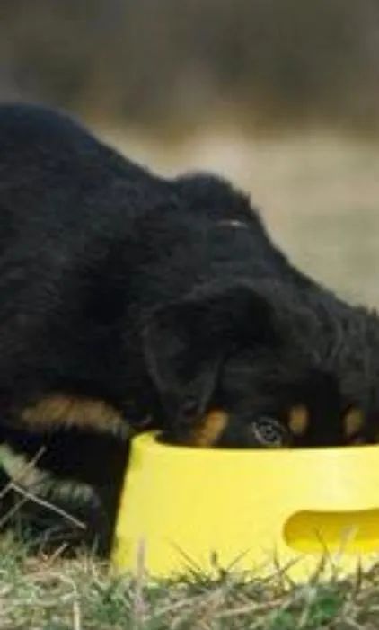 Rottweiler docil e vigilante 
