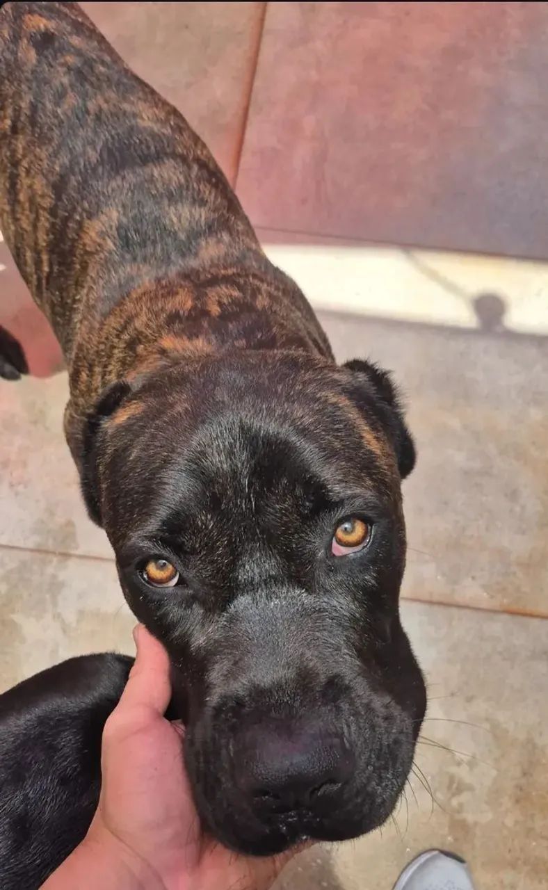 Filhotes CANE CORSO puros com 2 meses de idade  - Foto 5
