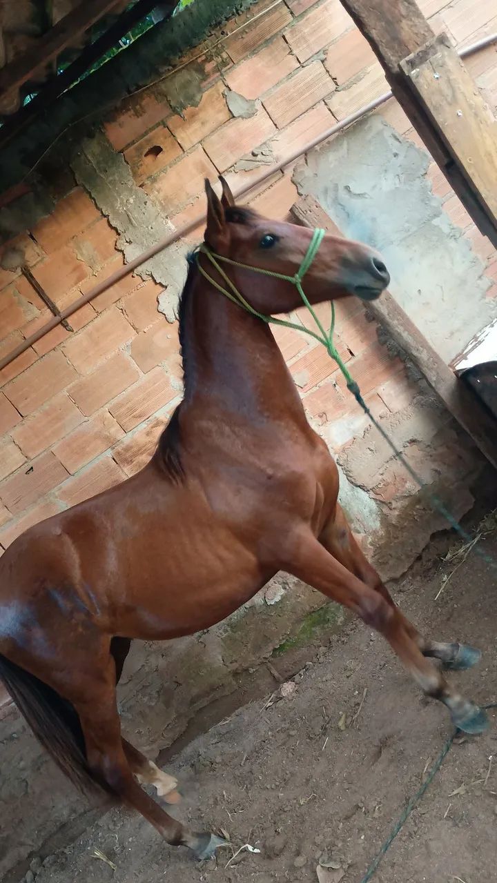 Animais para vender rapido - Foto 3
