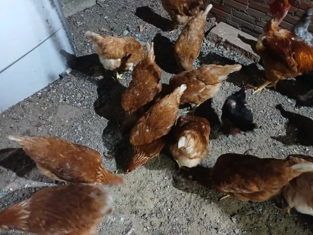 Tenho 10 galinhas poedeiras raça Isa Brown pra Vender - Foto 2