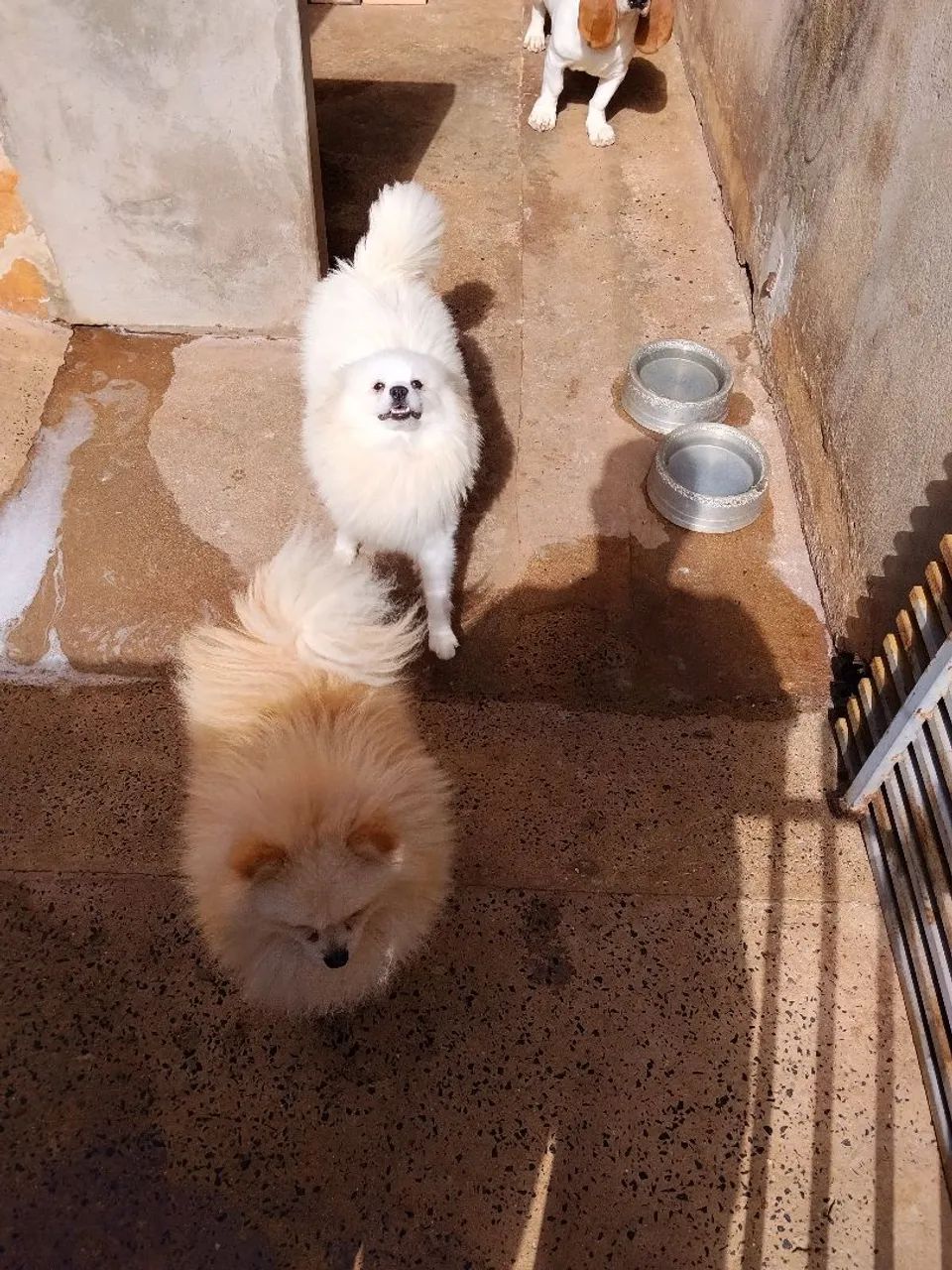 Casa de Spitz alemao - Foto 2