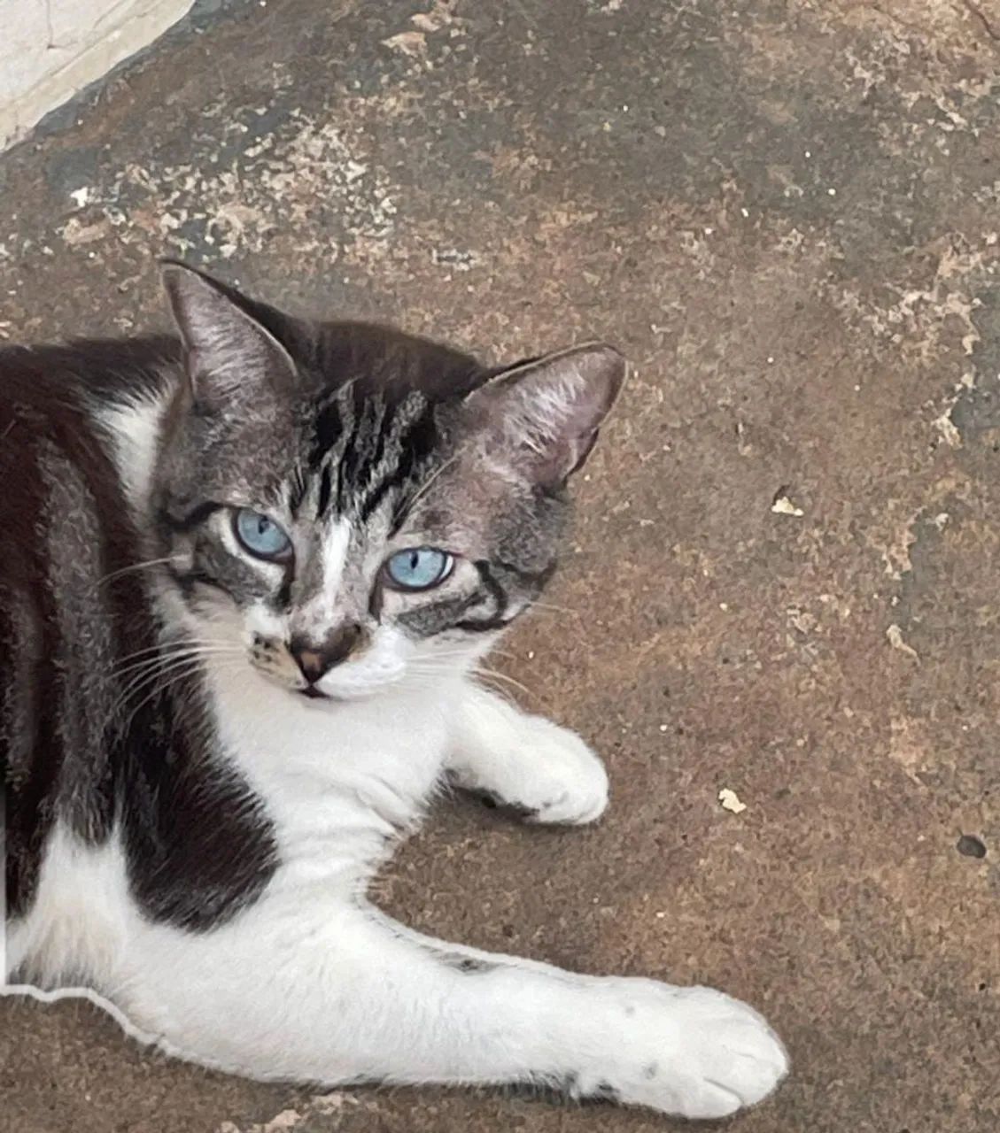 Gato macho 