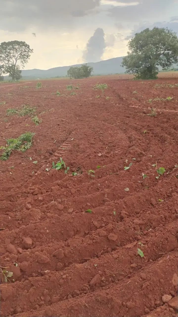 Fazenda a venda, em Peixe Tocantins!!! - Foto 4