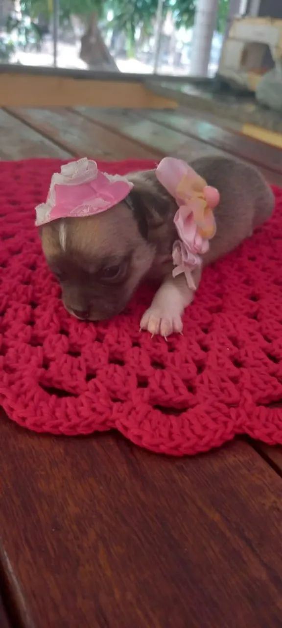 Chihuahuas  - Foto 5