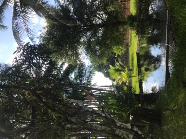 Sítio na Matinha 5000 m2 - Foto 6
