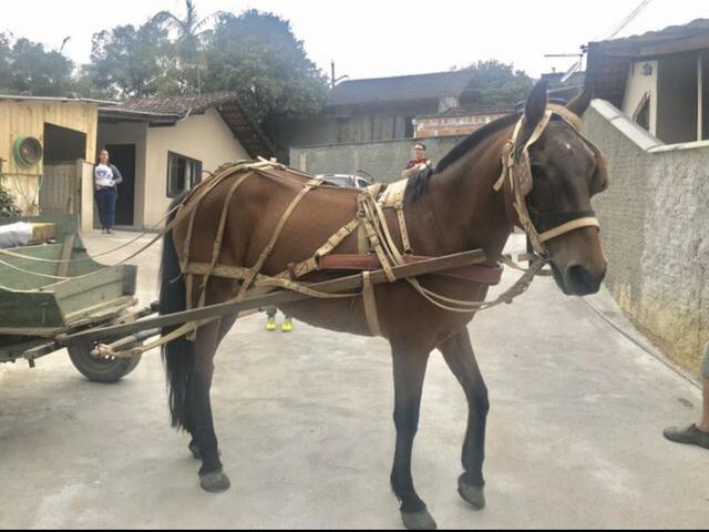 Cavalo com duas carroças + máquina de picar ração - Foto 2