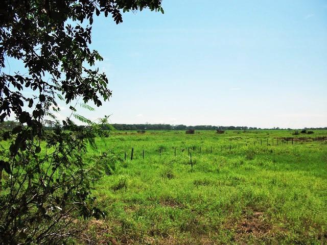 Excelente Fazenda no Pantanal do Mato Grosso do Sul - Foto 3