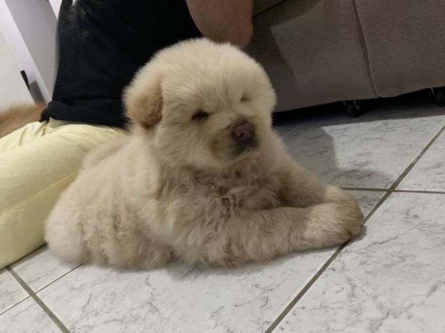 Filhote ChowChow Branco Porte Americano - Foto 5