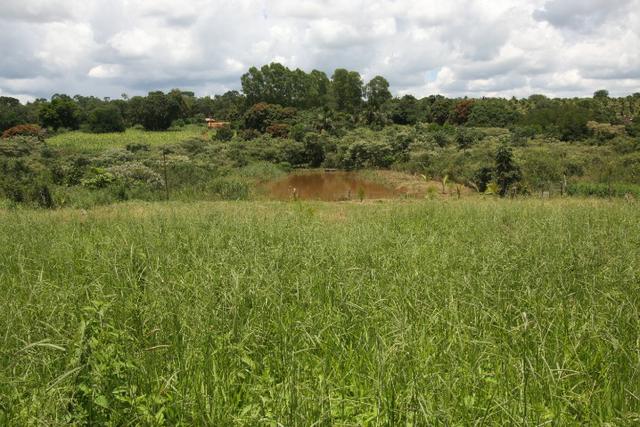 Sítio de 3 hectares 30.000m² por 100.000,00 - Foto 5