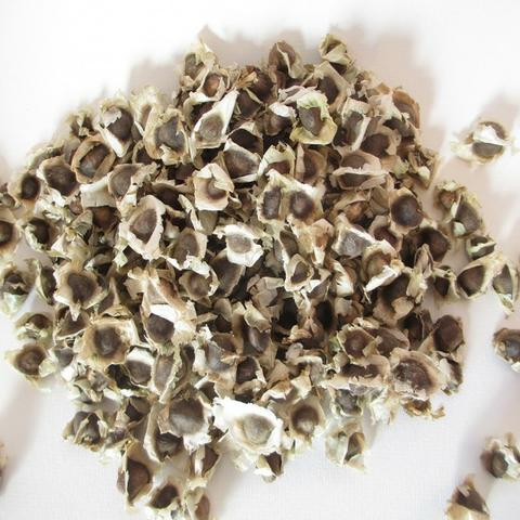 Semente Moringa - Foto 3