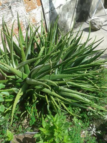 Barbosa BOA PRA TUDO CHEGA PRA LOJA!!!! - Foto 2