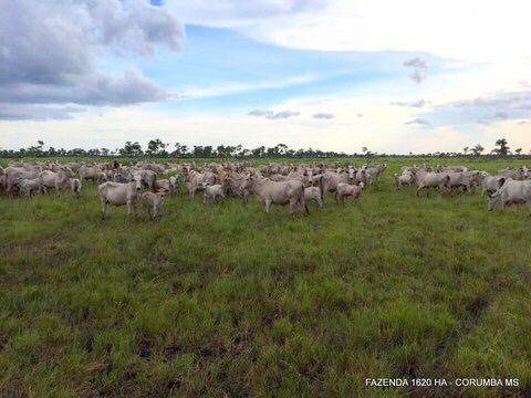 FAZENDA A VENDA EM CORUMBÁ - MS (Pecuária)