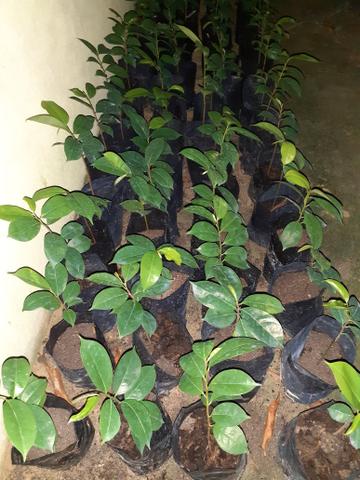 Mudas de Graviola - Foto 3