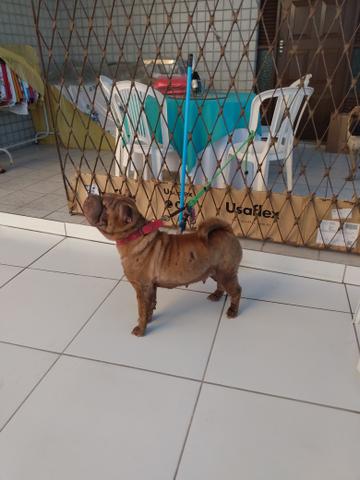 Sharpei filhote - Foto 5