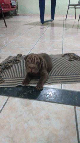 Sharpei filhote - Foto 2