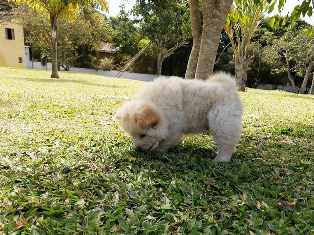 Chow chow machinho com pedigree - Foto 4