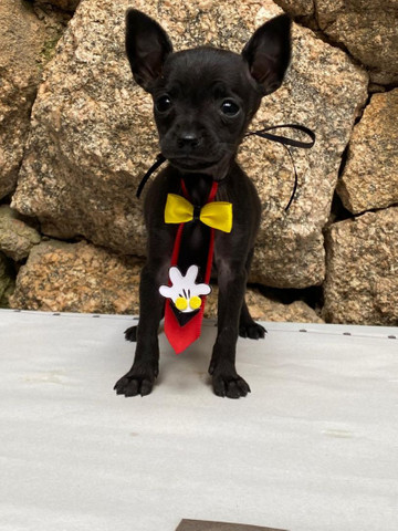 Estamos com lindos filhotes de pinscher.