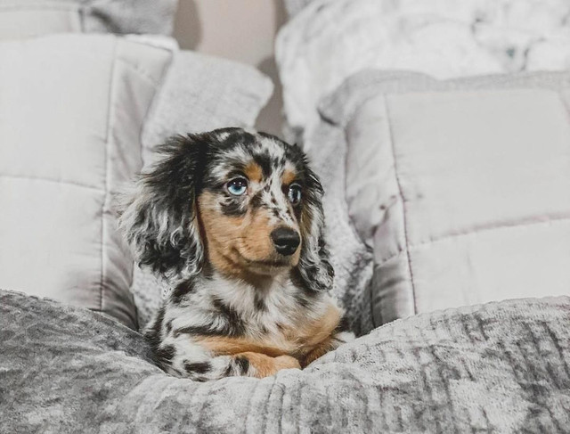 Os mais lindos Filhotes Berçário Amor de Bixo - Foto 5