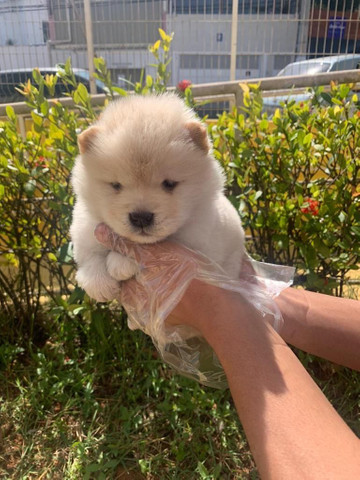 Chow-chow disponível para sua felicidade