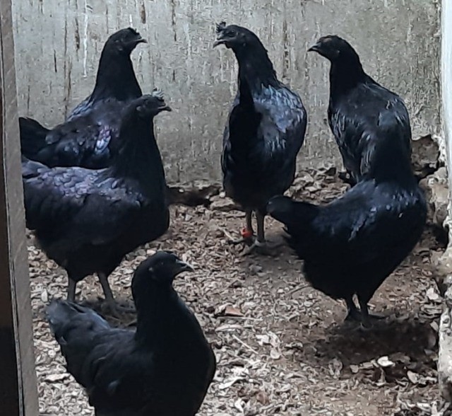 Ayam Cemani - Foto 6