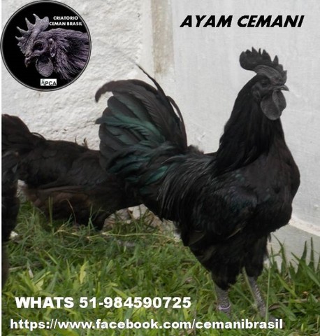 Ayam Cemani - Foto 3