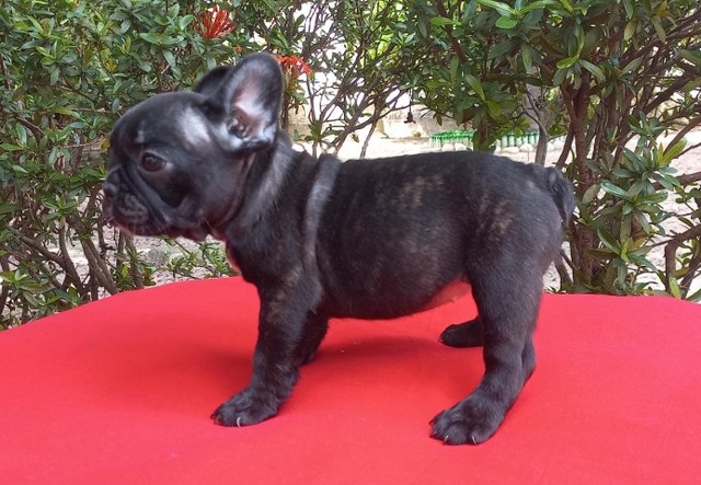 Bulldog Francês - Fêmea, 3 meses - Excelente Linhagem - Com o pedigree, em 12 x no cartão.