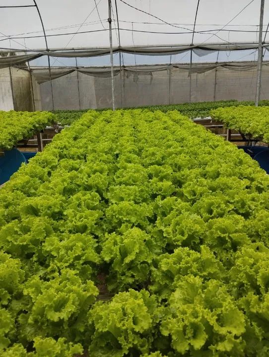 Hidroponia - Oportunidade!!  - Foto 5