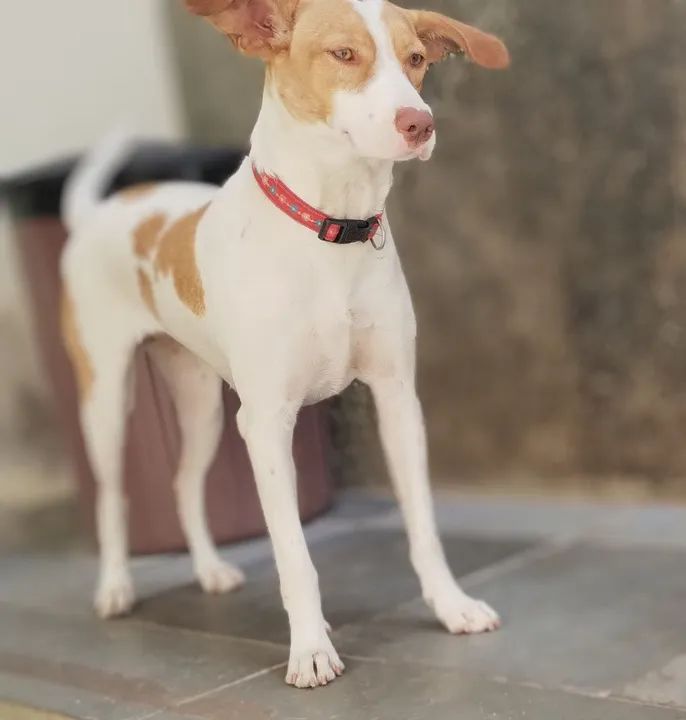 Cachorro fêmea SRD para adoção