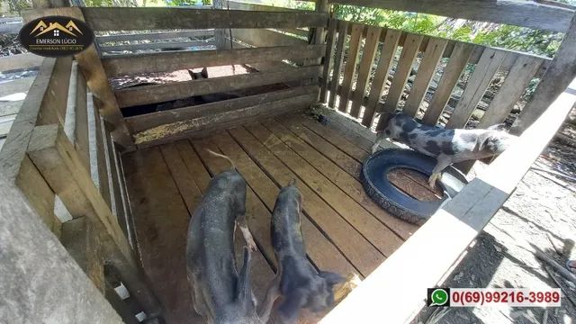 Sítio em boa Localização de Candeias do Jamari-RO - Foto 13