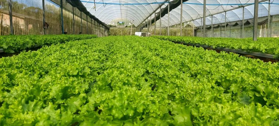 Hidroponia - Oportunidade!!  - Foto 4