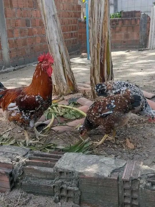 GSB GALINHA SERTANEJA BALÃO - Foto 5