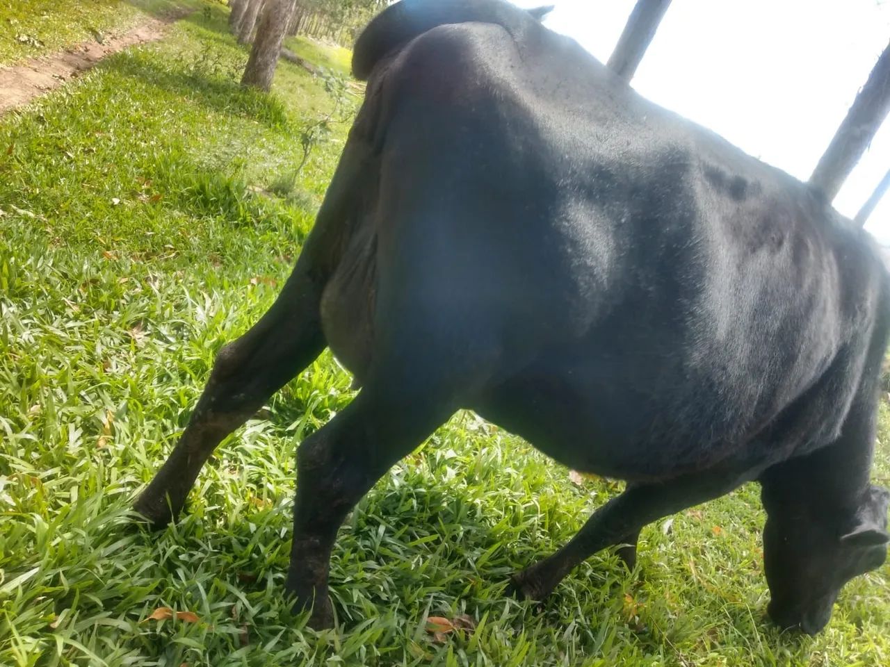 Vendo Vaca  - Foto 4