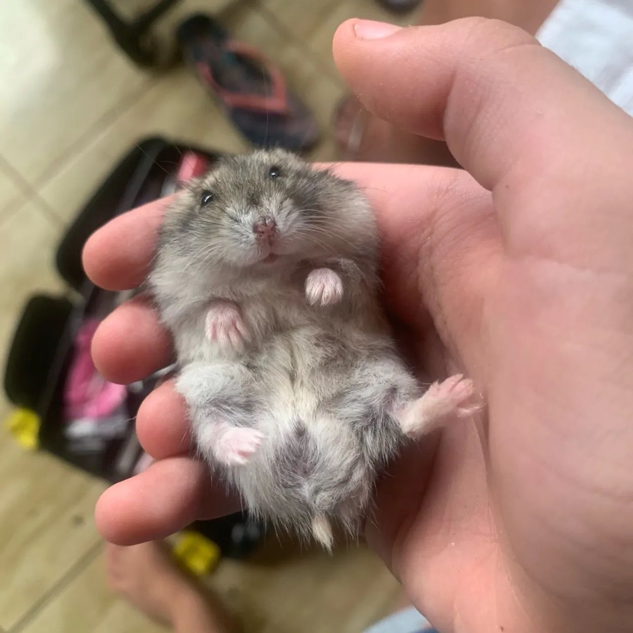 Hamster bebê - Fofo e brincalhão - Foto 3