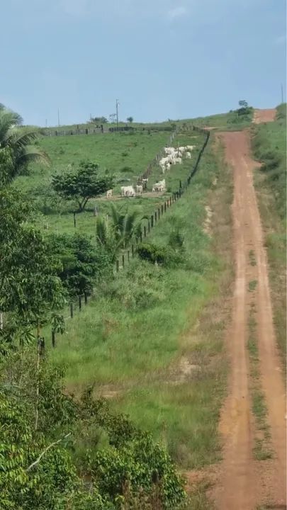 TERRA A VENDA 43,5 ALQUEIRES EM MACHADINHO  - Foto 6