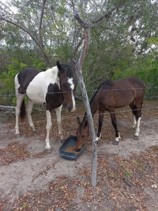 Potros com registro provisório 