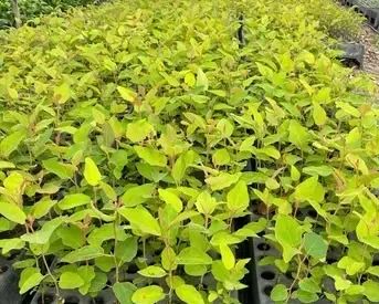 Mudas de eucalipto toleriana - Foto 3